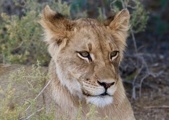 Fototapeta na wymiar Young Lion in the Kgalagadi