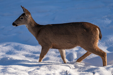 White-tailed Deer in Snow