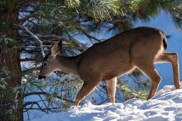 White-tailed Deer in Snow