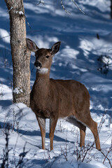 White-tailed Deer in Snow