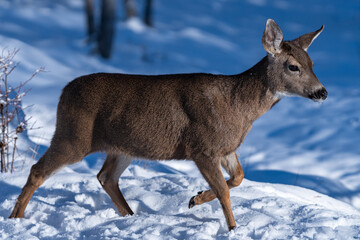 White-tailed Deer in Snow