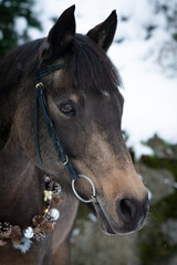 Obraz premium Braune Stute