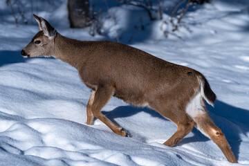 White-tailed Deer in Snow