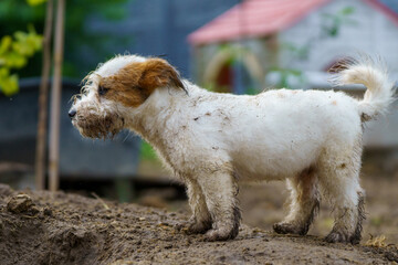 Little funny and cheerful dog dirty from the mud