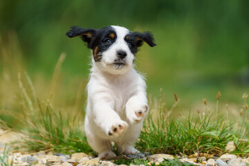 A cute little jack russell terrier puppy dog plays outdoors