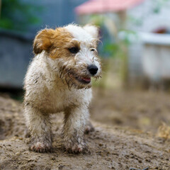 Little funny and cheerful dog dirty from the mud