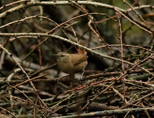 wren in the woods