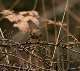wintering wren
