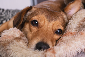 Portrait of ginger dog sleeping in blanket
