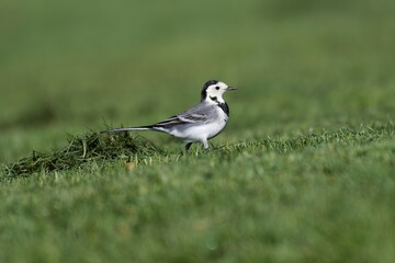 Bergeronnette grise trottant dans le jardin