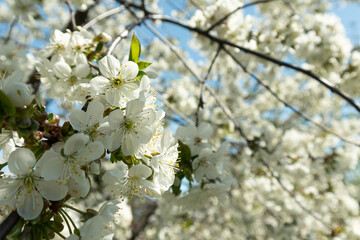 Cherry blossom in spring for background or copy space. Cherry blossoms on a spring day. Selective focus.
