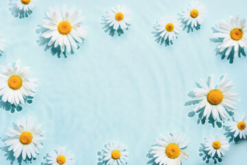 Chamomile frame in blue water background with concentric circles and ripples. Natural beauty Spa concept, Copy space