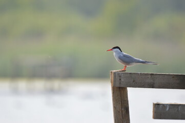 tern on a fence