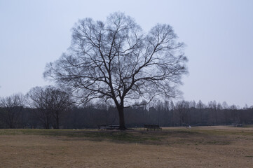 Zelkova in Expo '70 Commemorative Park, Suita City, Osaka Prefecture.