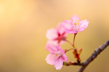 Obraz premium 春の訪れを感じる美しい河津桜