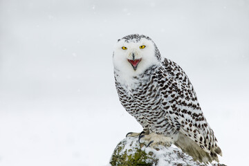 Snowy owl, Bubo scandiacus, perched in snow during snowfall. Arctic owl with open beak while...