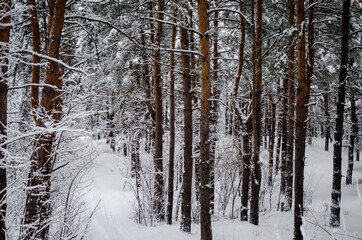 forest in winter