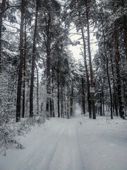  winter forest