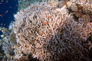 Naklejka na ściany i meble red sea coral reef and fish