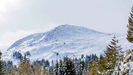 Beautiful Pine Trees  Covered with Snow in the Winter Mountain . Winter Landscape .Vitosha Mountain, Bulgaria 