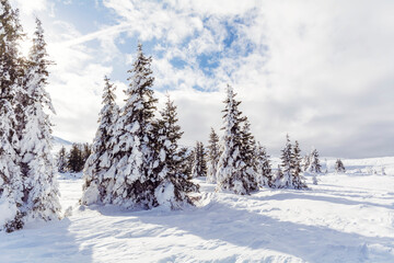 Fototapeta na wymiar Beautiful Pine Trees Covered with Snow in the Winter Mountain . Winter Landscape .Vitosha Mountain, Bulgaria 