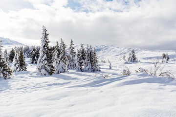 Fototapeta na wymiar Beautiful Pine Trees Covered with Snow in the Winter Mountain . Winter Landscape .Vitosha Mountain, Bulgaria 
