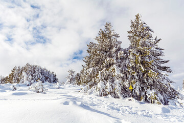 Beautiful Pine Trees  Covered with Snow in the Winter Mountain . Winter Landscape .Vitosha Mountain, Bulgaria 
