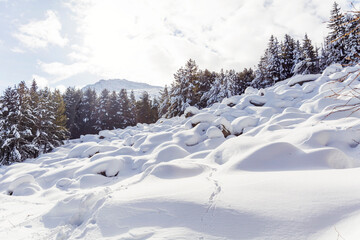 Beautiful Pine Trees  Covered with Snow in the Winter Mountain . Winter Landscape .Vitosha Mountain, Bulgaria 