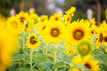 Beautiful Sunflower cultivation at sunrise in the mountains of  Thailand , 