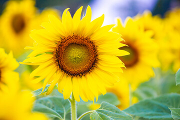 Sunflower blooming Close-up of sunflower ,Sunflower cultivation at sunrise in the mountains of  Thailand , 