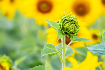 Sunflower blooming  ,Sunflower cultivation at sunrise in the mountains of  Thailand , 