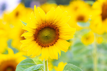 Sunflower blooming Close-up of sunflower ,Sunflower cultivation at sunrise in the mountains of  Thailand , 