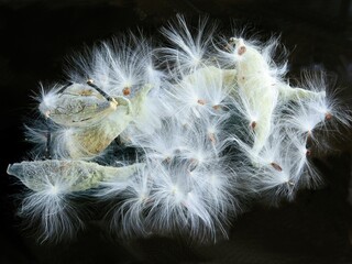 Taraxacum-blow-balls of milkweed-Asclepias syriaca