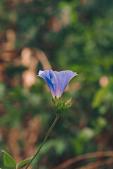 purple flower on the garden 