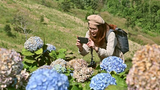 Asian tourist woman trying to take a photos of Hydrangea flowers by mobile phone in rural of Chiang Rai province, Thailand. Hydrangeas are popular shrubs with colorful flowers.