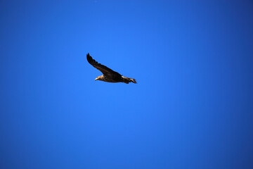 White-tailed eagle against the blue sky. Wild nature of Russia. Astrakhan Region. Russia