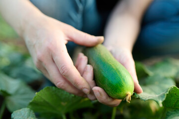 Female hands holding tiny cucumber.
