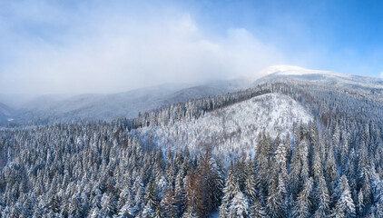 Beautiful mountain landscape from above. Winter forest with spruces and pines. Carpathians, Ukraine.