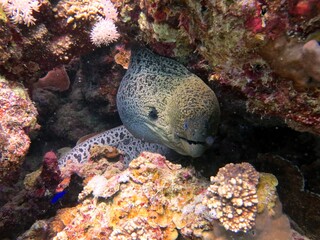 Moray eel of the red sea