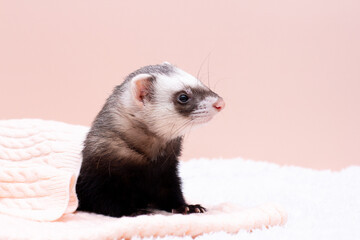 The cozy ferret is sleeping