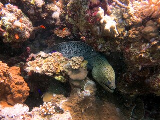 Moray eel of the red sea
