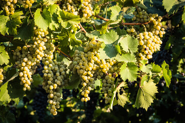 Large bunches of white wine grapes in the vineyard