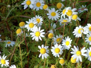 Field with blooming daisies (Pratolina bellis)