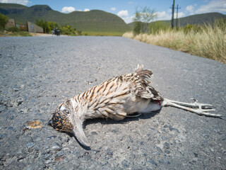 faisán muerto en carretera.