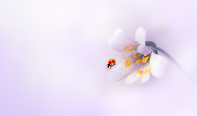 Fototapeta na wymiar Ladybug sitting on blooming stellaria holostea flower, fantasy mysterious spring background with red ladybird, fabulous fairy tale floral garden, beautiful nature and macro world.
