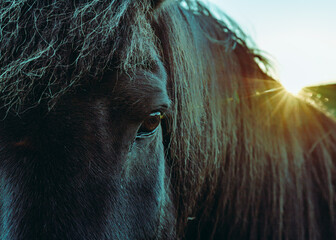 Icelandic Horses calmly enjoying the never ending sunset and staring straight to the lens