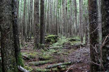 Nadelwald auf Hanson Island, Kanada im Herbst