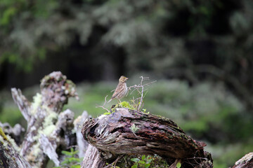ein kleiner grauer Vogel auf einem Baumstumpf