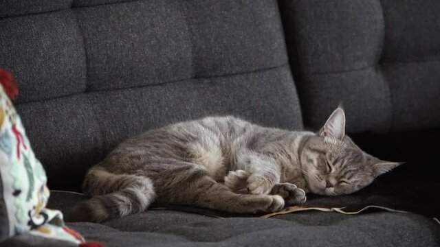 Britisch Kurzhaar Katze schläft auf dem Sofa