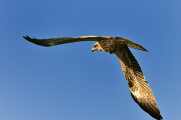 魚を捕まえたトンビ